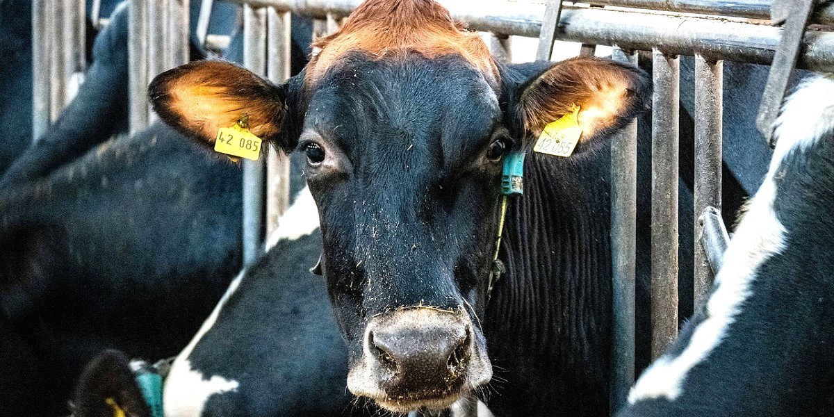 Apoyo a la inversión en bienestar animal: Solicitudes hasta el 15 de septiembre